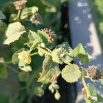 Abutilon indicum Hábito