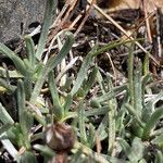 Plantago sericea Ліст