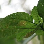 Quararibea parvifolia Leaf