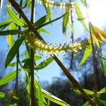 Salix × pendulina পাতা