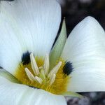 Calochortus leichtlinii Flower