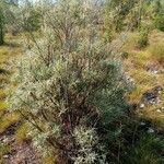 Salix eleagnos برگ