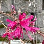 Loropetalum chinense Цветок