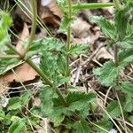 Veronica orsiniana Blatt