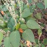 Croton urucurana Blatt