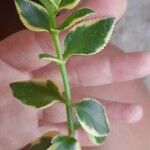 Crassula sarmentosa Leaf