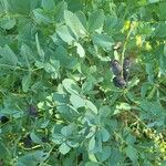 Baptisia australis Blad