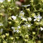 Saxifraga hypnoides फूल