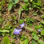 Viola sagittata 花