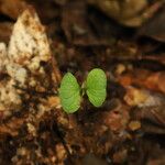 Celtis mildbraedii Habitus