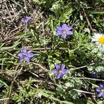 Sisyrinchium langloisii Flower