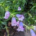 Penstemon × gloxinioidesÕis