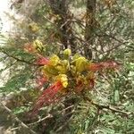 Caesalpinia gilliesiiFlower