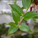 Cavendishia bracteata Лист