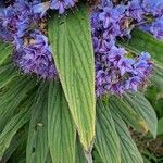 Echium candicans 葉