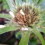 Lomelosia caucasica Φρούτο