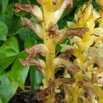 Orobanche flava Bark
