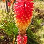 Kniphofia linearifolia Flower