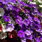 Petunia × atkinsiana عادت داشتن