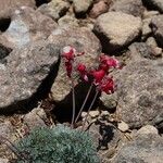 Dicentra peregrina Flower