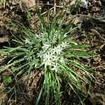 Ornithogalum lanceolatum Hábito