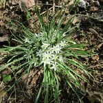 Ornithogalum lanceolatum Habit