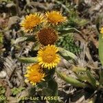 Inula helenioides Hábito
