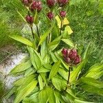 Gentiana purpurea Агульны выгляд