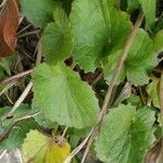 Centella asiatica Foglia