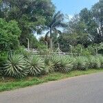 Agave angustifolia Habit