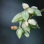 Oxalis barrelieri Fruit