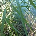 Andropogon gerardi Leaf