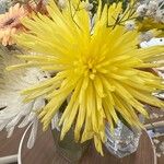 Chrysanthemum × morifolium ফুল