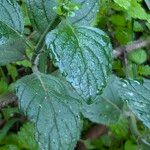 Clinopodium grandiflorum Blatt