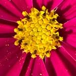 Cosmos bipinnatus Fula