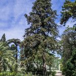 Cupressus torulosa Habit