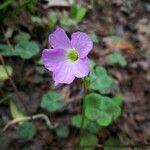 Oxalis violacea फूल