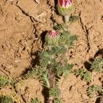 Anacyclus pyrethrum Hábito