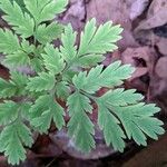 Dicentra eximia Blatt