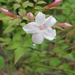 Jasminum grandiflorum 花