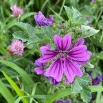 Malva sylvestrisBlomst