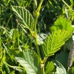 Alnus alnobetula Blatt