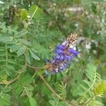 Dalea coeruleaFlower