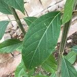 Citharexylum spinosum Leaf