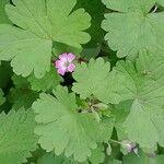 Geranium rotundifolium Hoja