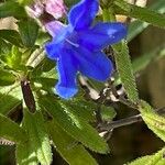 Glandora prostrata 花