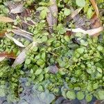 Rorippa nasturtium-aquaticum Leaf