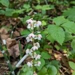 Pyrola asarifolia फूल