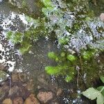 Myriophyllum verticillatum Lapas