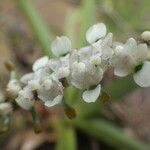 Listrostachys pertusa Kukka